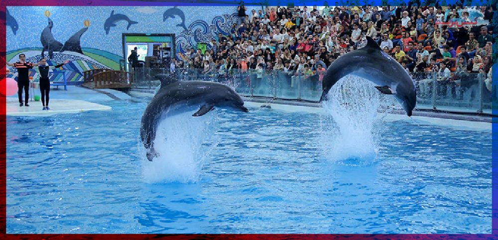 معرفی پارک دلفین جزیره کیش